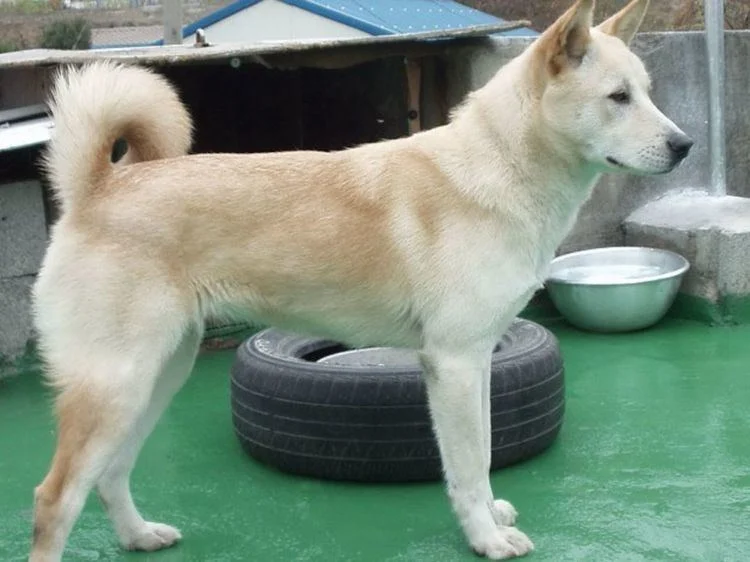 Pictures of Pungsan Dog